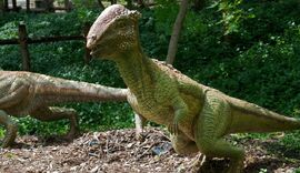 Stegoceras