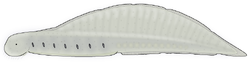Yunnanozoon