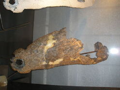 Asiatosuchus 2