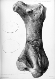 Px-Dromosaurus australis pl 33 1874