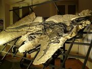 Tethyshadros fossil.jpg