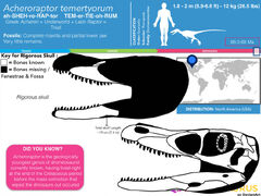 Acheroraptor temertyorum skull d8fymcu-pre