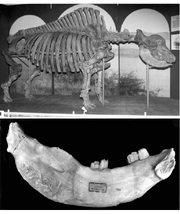 Elasmotherium-sibiricum-Fischer-1809-1-The-skeleton-of-the-Sibirian-Elasmotherium