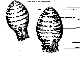 Mandaloceras.gif