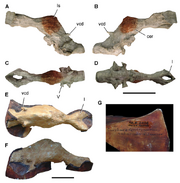 Endocasts-of-Carcharodontosaurus-saharicus-Endocast-from-UCRC-PV12-in-A-left