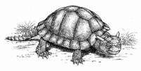 Mejolanija-rogataja-avstralijskaja-cherepaha-animal-reader.-ru--768x389.jpg
