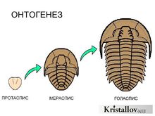 Онтогенез трилобитов