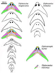 Diplocaulus ontogeny588