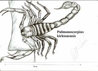 Длина Pulmonoscorpius kirktonesis