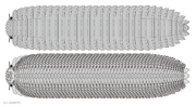 20211224 Arthropleura armata diagrammatic reconstruction