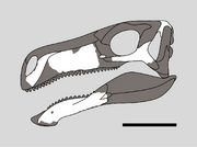 Baiyinosaurus Skull.svg