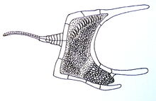 Cothurnocystis.jpg