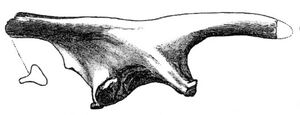 Valdosaurus sp.jpg