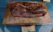 Anoplotherium commune 667