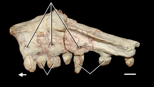 Azendohsaurus madagaskarensis palatine