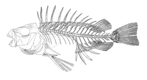 Ruffoichtys spinosus