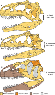 Skulls of Allosaurus (Daniel J. Chure & Mark A