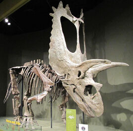 800px-Titanoceratops