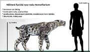 Homotherium serum a člověk