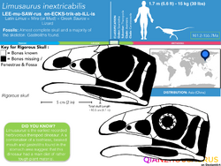Limusaurus inextricabilis skull skeletal