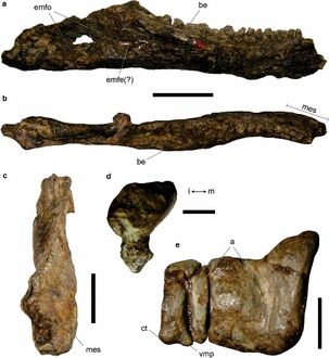 Pisanosaurus-mertii-3