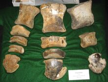 Anatotitan species toes 01 3ffe