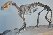 Daphoenus vetus skeleton588