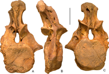 Dzharatitanis Holotype Vertebra