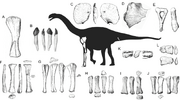 Silhouette-outline-and-line-drawings-of-Zby-atlanticus-n-gen-et-sp-A-humerus-B
