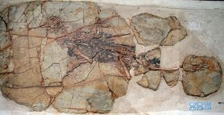 1280px-Xiaotingia fossil