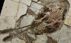 Confuciusornis fossil 03.jpg