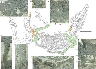Diandongosuchus skeleton (1)