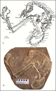 Liaoningvenator fossil