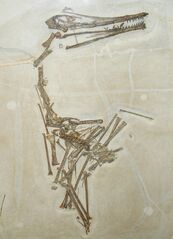 Pterodactylus longicollum