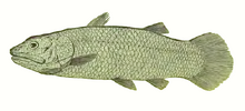 Макропома 2.png