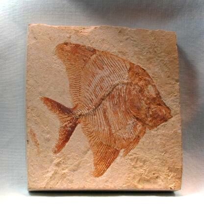 Первобытные рыбы. Fossil Fish. Рыбы доисторические с молотом. Pycnodontiformes.