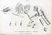Anoplotherium Commune skeleton 1807 1