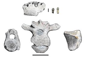 Antarctopelta recovered remains