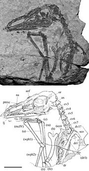 Austriadactylus fossil