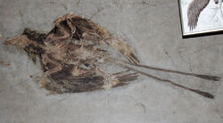 Confuciusornis fossil 04.jpg