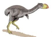 Dromornis BW