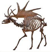 Irish Elk Side (white background)
