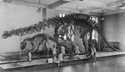 Postcard of Brontosaurus for 1933 AMNH