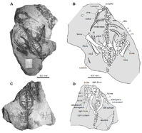 Stenopelix