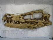 Velociraptor skull 02