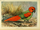 Родригесский попугай