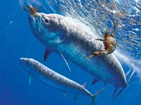 Iphactinus.jpg (125 КБ) Охота на гесперорнисов