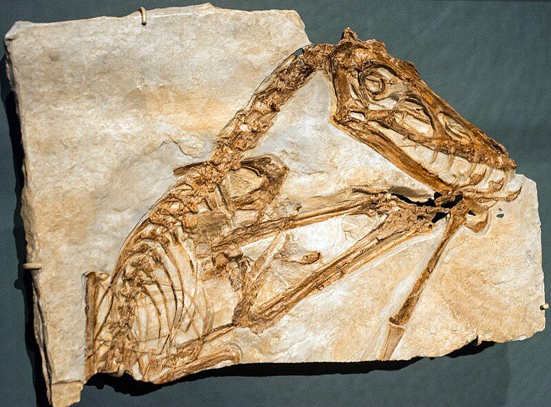 1Scaphognathus crassirostris cast - Pterosaurs Flight in the Age of Dinosaurs.jpg