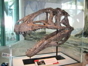 Acrocanthosaurus skull