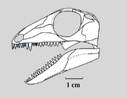 Araeoscelis-skull